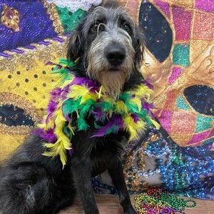 Meet your Posher, Jenny